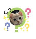 にゃんこのいる生活2（個別スタンプ：3）