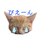 miki_20200127164849（個別スタンプ：1）