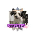わんこ123（個別スタンプ：1）