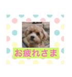 わんこ123（個別スタンプ：8）