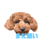 トイプードルれおのスタンプ（個別スタンプ：3）