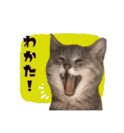 我が家のゆずにゃん（個別スタンプ：6）