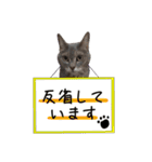 我が家のゆずにゃん（個別スタンプ：16）