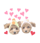 チョコ＆ココ ティーカッププードル（個別スタンプ：2）