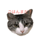 じゅにゃんと（個別スタンプ：1）