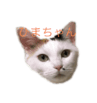 じゅにゃんと（個別スタンプ：2）