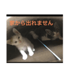 じゅにゃんと（個別スタンプ：4）