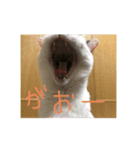 じゅにゃんと（個別スタンプ：7）