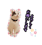 ごままる君の日常 その3（個別スタンプ：1）
