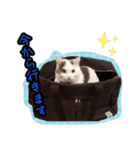 ごままる君の日常 その3（個別スタンプ：5）
