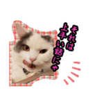 ごままる君の日常 その3（個別スタンプ：6）