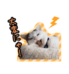 ごままる君の日常 その3（個別スタンプ：13）
