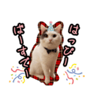 ごままる君の日常 その3（個別スタンプ：14）