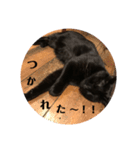 ねこくんだよ3！（個別スタンプ：1）