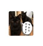 ねこくんだよ3！（個別スタンプ：2）