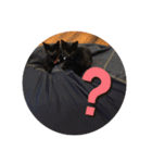 ねこくんだよ3！（個別スタンプ：4）