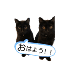 ねこくんだよ3！（個別スタンプ：5）