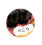 ねこくんだよ3！（個別スタンプ：7）