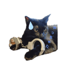 ねこくんだよ3！（個別スタンプ：9）