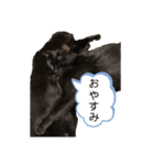 ねこくんだよ3！（個別スタンプ：10）