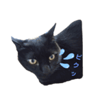 ねこくんだよ3！（個別スタンプ：11）
