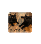 ねこくんだよ3！（個別スタンプ：12）