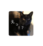 ねこくんだよ3！（個別スタンプ：13）