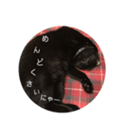 ねこくんだよ3！（個別スタンプ：14）