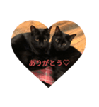 ねこくんだよ3！（個別スタンプ：16）