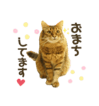 ゆるねこだいすきスタンプ（個別スタンプ：3）