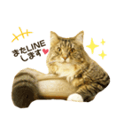 ゆるねこだいすきスタンプ（個別スタンプ：6）