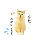 ゆるねこだいすきスタンプ（個別スタンプ：8）