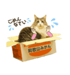 ゆるねこだいすきスタンプ（個別スタンプ：9）