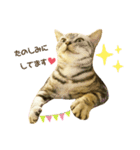 ゆるねこだいすきスタンプ（個別スタンプ：11）