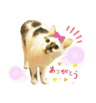 ゆるねこだいすきスタンプ（個別スタンプ：12）