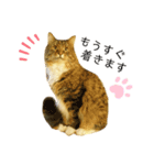 ゆるねこだいすきスタンプ（個別スタンプ：13）