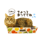 ゆるねこだいすきスタンプ（個別スタンプ：14）