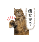 ごまみとたらみ、たまにテディみのスタンプ（個別スタンプ：1）