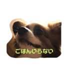 パピヨン日常（個別スタンプ：7）