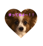 パピヨン日常（個別スタンプ：9）