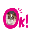 パピヨン日常（個別スタンプ：12）