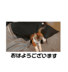 三毛猫ゆずの日常（個別スタンプ：2）