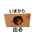 三毛猫ゆずの日常（個別スタンプ：5）