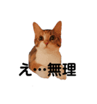 三毛猫ゆずの日常（個別スタンプ：6）
