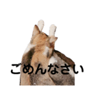 三毛猫ゆずの日常（個別スタンプ：7）