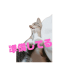 三毛猫ゆずの日常（個別スタンプ：8）