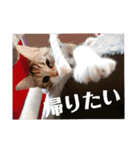 三毛猫ゆずの日常（個別スタンプ：10）