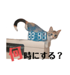 三毛猫ゆずの日常（個別スタンプ：11）
