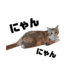 三毛猫ゆずの日常（個別スタンプ：13）