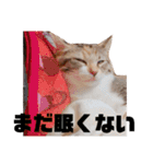 三毛猫ゆずの日常（個別スタンプ：14）